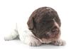 Lagotto Romagnolo Welpe Hobbyzucht Züchter Schleswig Holstein Trüffelhund Deutschland Nordrhein Westfalen Wasserhund nicht haarender Hund Welpenplanung Lagotto braun orange Welpe abzugeben
