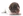 Welpenplanung Lagotto braun orange Welpe abzugeben 