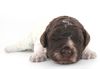 Züchter Lagotto Romagnolo Welpe Hobbyzucht Braunschweig Hannover Magdeburg Halle Leipzig celle Lüneburg Buchholz Seevetal Züchter mit Welpen Lagotto Romagnolo