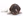 Züchter mit Welpen Lagotto Romagnolo