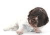 Lagotto Romagnolo Welpe Hobbyzucht Züchter Trüffelhund Deutschland Brandenburg Wasserhund nicht haarender Hund Hund zum Trüffel suchen Ausbildung Alternative Doodle Pudel