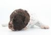 Lagotto Romagnolo Welpen Trüffelhund Hund zum Trüffel suchen Ausbildung Alternative Doodle Pudel