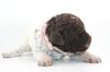 Lagotto Romagnolo Welpe Hobbyzucht Züchter Trüffelhund Deutschland Brandenburg Wasserhund nicht haarender Hund perfekter Hund für Rettungshundestaffel Ausbildung zum Spürhund Therapiehund Assistenzhund
