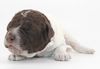 italienischer Wasserhund Hund mit Locken Lagotto Romagnolo Welpe vom Züchter Hobbyzucht Trüffelhund Hannover Deutschland Peine Kassel Hamburg Seevetal Lüneburg Wasserhund nicht haarender Hund Allergikerhund nicht haarender Hund Rassehund Trüffelsuchhund Trüffelhund Familienhund