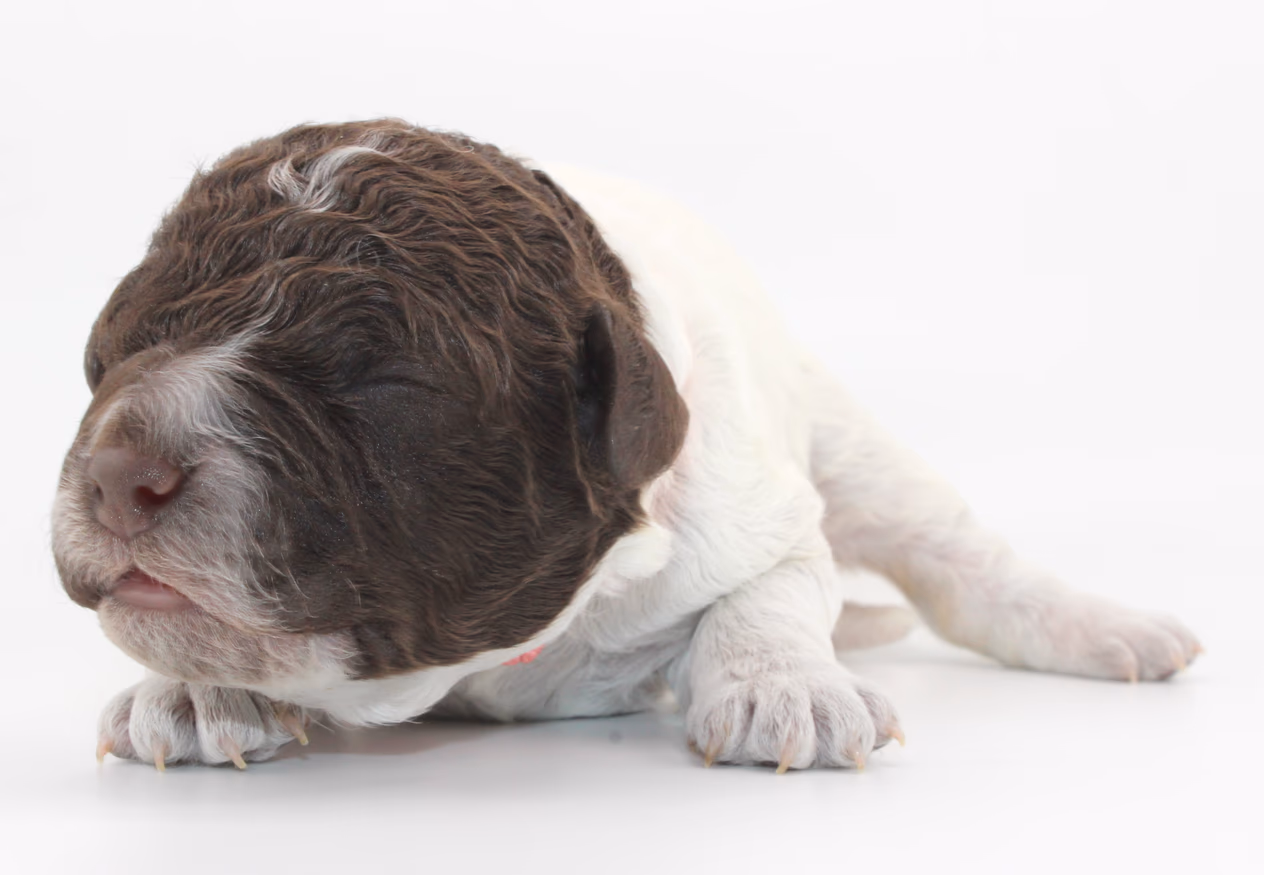 Allergikerhund nicht haarender Hund Rassehund Trüffelsuchhund Trüffelhund Familienhund