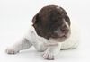 italienischer Wasserhund Hund mit Locken Lagotto Romagnolo Welpe vom Züchter Hobbyzucht Trüffelhund Hannover Deutschland Peine Kassel Hamburg Seevetal Lüneburg Wasserhund nicht haarender Hund Allergikerhund nicht haarender Hund Rassehund Trüffelsuchhund Trüffelhund Familienhund