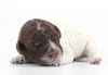 italienischer Wasserhund Hund mit Locken Lagotto Romagnolo Welpe vom Züchter Hobbyzucht Trüffelhund Hannover Deutschland Peine Kassel Hamburg Seevetal Lüneburg Wasserhund nicht haarender Hund Allergikerhund nicht haarender Hund Rassehund Trüffelsuchhund Trüffelhund Familienhund