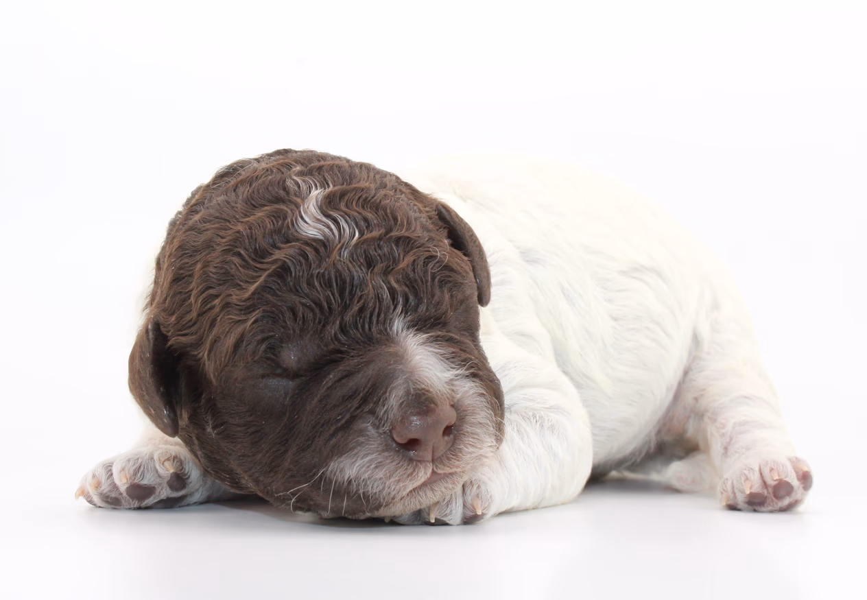 Allergikerhund nicht haarender Hund Rassehund Trüffelsuchhund Trüffelhund Familienhund