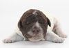italienischer Wasserhund Hund mit Locken Lagotto Romagnolo Welpe vom Züchter Hobbyzucht Trüffelhund Hannover Deutschland Peine Kassel Hamburg Seevetal Lüneburg Wasserhund nicht haarender Hund Allergikerhund nicht haarender Hund Rassehund Trüffelsuchhund Trüffelhund Familienhund