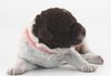 italienischer Wasserhund Hund mit Locken Lagotto Romagnolo Welpe vom Züchter Hobbyzucht Trüffelhund Hannover Deutschland Peine Kassel Hamburg Seevetal Lüneburg Wasserhund nicht haarender Hund Allergikerhund nicht haarender Hund Rassehund Trüffelsuchhund Trüffelhund Familienhund