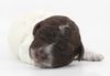 italienischer Wasserhund Hund mit Locken Lagotto Romagnolo Welpe vom Züchter Hobbyzucht Trüffelhund Hannover Deutschland Peine Kassel Hamburg Seevetal Lüneburg Wasserhund nicht haarender Hund Allergikerhund nicht haarender Hund Rassehund Trüffelsuchhund Trüffelhund Familienhund