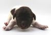 perfekter Hund für Rettungshundestaffel Ausbildung zum Spürhund Therapiehund Assistenzhund