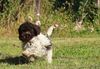 Lagotto Welpe abzugeben Kassel Göttingen Lüneburger Heide Züchter braunschimmel