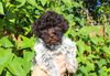 Lagotto Welpe abzugeben Kassel Göttingen Lüneburger Heide Züchter braunschimmel