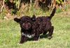 Welpenplanung Lagotto braun orange Welpe abzugeben 