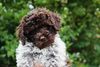 italienischer Wasserhund Hund mit Locken Lagotto Romagnolo Welpe vom Züchter Hobbyzucht Trüffelhund Hannover Deutschland Peine Kassel Hamburg Seevetal Lüneburg Wasserhund nicht haarender Hund Lagotto Welpe abzugeben Kassel Göttingen Lüneburger Heide Züchter braunschimmel