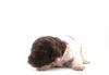 Lagotto Welpe abzugeben Kassel Göttingen Lüneburger Heide Züchter braunschimmel
