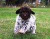 Züchter Lagotto Romagnolo Welpe Hobbyzucht Braunschweig Hannover Magdeburg Halle Leipzig celle Lüneburg Buchholz Seevetal Weihnachten Welpen abzugeben Sachsen Anhalt Lagotti Hündin Rüde braunschimmel braun orange Braun weiß Celle