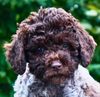 Lagotto Romagnolo Welpe Hobbyzucht Züchter Schleswig Holstein Trüffelhund Deutschland Nordrhein Westfalen Wasserhund nicht haarender Hund Welpenplanung Lagotto braun orange Welpe abzugeben