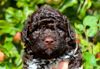 Hunde Top Ten 