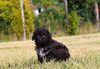 Welpenplanung Lagotto braun orange Welpe abzugeben 