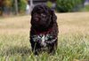 Lagotto Züchter Hamburg