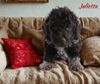 Welpenplanung Lagotto braun orange Welpe abzugeben 