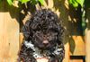 Lagotto Welpe abzugeben Kassel Göttingen Lüneburger Heide Züchter braunschimmel