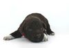 Sommer 2025 Lagotto Welpen zum abgeben