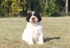 Lagotto Romagnolo Welpen Welpenplanung Lagotto braun orange Welpe abzugeben