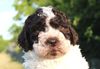 Lagotto Romagnolo Züchter für Rettungshunde Schulbegleithund TherapiehundLebensretter Lagotto Allergikerhund nicht haarender Hund Rassehund Trüffelsuchhund Trüffelhund Familienhund
