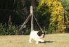 Lagotto Romagnolo Welpe Hobbyzucht Züchter Trüffelhund Deutschland Brandenburg Wasserhund nicht haarender Hund Hund zum Trüffel suchen Ausbildung Alternative Doodle Pudel