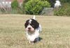 Lagotto Romagnolo Welpe Hobbyzucht Züchter Schleswig Holstein Trüffelhund Deutschland Nordrhein Westfalen Wasserhund nicht haarender Hund Züchter Lagotto die Welpen erwarten Deutschland