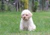 Lagotto Romagnolo Welpen Bremen Hund zum Trüffel suchen Ausbildung Alternative Doodle Pudel