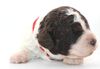 Züchter die Welpen Lagotto haben mit Ahnentafel Deutschland seröse Zucht Lagotto Welpe abzugeben Kassel Göttingen Lüneburger Heide Züchter braunschimmel