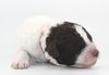 Lagottotto Züchter Sachsen Anhalt Hamburg Lüneburg Brandenburg Mecklenburg Vorpommern Bremen Wolfsburg Braunschweig Hannover Doodle Pudel Welpe leicht zu erziehen Rasse Allergikerhund Seriös