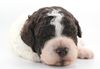 Lagotto Züchter mit Welpen Niedersachsen Sachsen Anhalt Trüffelhund Doodle Anfängerhund für Familien italienischer Wasserhund Züchter Trüffelhund