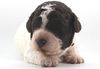 Züchter Lagotto Romagnolo Welpe Hobbyzucht Braunschweig Hannover Magdeburg Halle Leipzig celle Lüneburg Buchholz Seevetal Allergikerhund nicht haarender Hund Rassehund Trüffelsuchhund Trüffelhund Familienhund