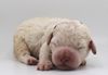 Lagotto Romagnolo Welpen weiß ähnlich Doodle gesunder Familienhund Hund zum Trüffel suchen Ausbildung Alternative Doodle Pudel