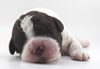 Lagottotto Züchter Sachsen Anhalt Hamburg Lüneburg Brandenburg Mecklenburg Vorpommern Bremen Wolfsburg Braunschweig Hannover Doodle Pudel Welpe leicht zu erziehen Rasse Allergikerhund Seriös