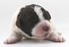 Lagottotto Züchter Sachsen Anhalt Hamburg Lüneburg Brandenburg Mecklenburg Vorpommern Bremen Wolfsburg Braunschweig Hannover Doodle Pudel Welpe leicht zu erziehen Rasse Allergikerhund Seriös