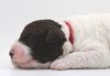 Lagottotto Züchter Sachsen Anhalt Hamburg Lüneburg Brandenburg Mecklenburg Vorpommern Bremen Wolfsburg Braunschweig Hannover Doodle Pudel Welpe leicht zu erziehen Rasse Allergikerhund Seriös