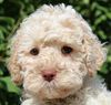 Lagotto Romagnolo Welpen mit Papieren Lagotto Romagnolo Familienhund