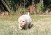 Lagotto Romagnolo Welpen kaufen mit Papieren Welpenplanung Lagotto braun orange Welpe abzugeben