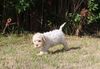 Lagotto Romagnolo Welpe Hobbyzucht Züchter Trüffelhund Deutschland Brandenburg Wasserhund nicht haarender Hund Welpenplanung Lagotto weiß Welpe abzugeben Rarität