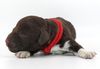 aktuelle Welpen Lagotto Deutschland 