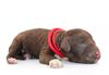Lagotto Welpe abzugeben Kassel Göttingen Lüneburger Heide Züchter braunschimmel
