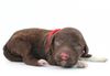 Welpenplanung Lagotto braun Welpe abzugeben 