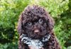 Züchter Lagotto Romagnolo Welpe Hobbyzucht Braunschweig Hannover Magdeburg Halle Leipzig celle Lüneburg Buchholz Seevetal Hund zum Trüffel suchen Ausbildung Alternative Doodle Pudel