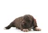 Allergikerhund nicht haarender Hund Rassehund Trüffelsuchhund Trüffelhund Familienhund